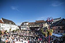 Erffnung Chrysanthema Lahr